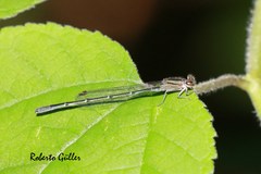 Acanthagrion