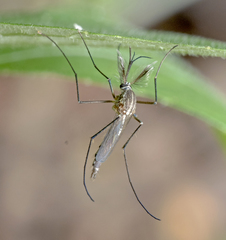 Armigeres subalbatus