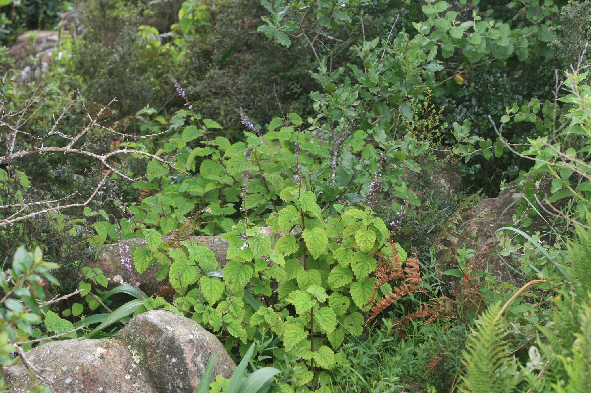 Imagem de Boldo-gambá