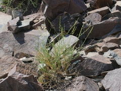 Ochradenus aucheri