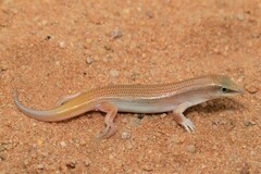 Sandfish Skink photo 5