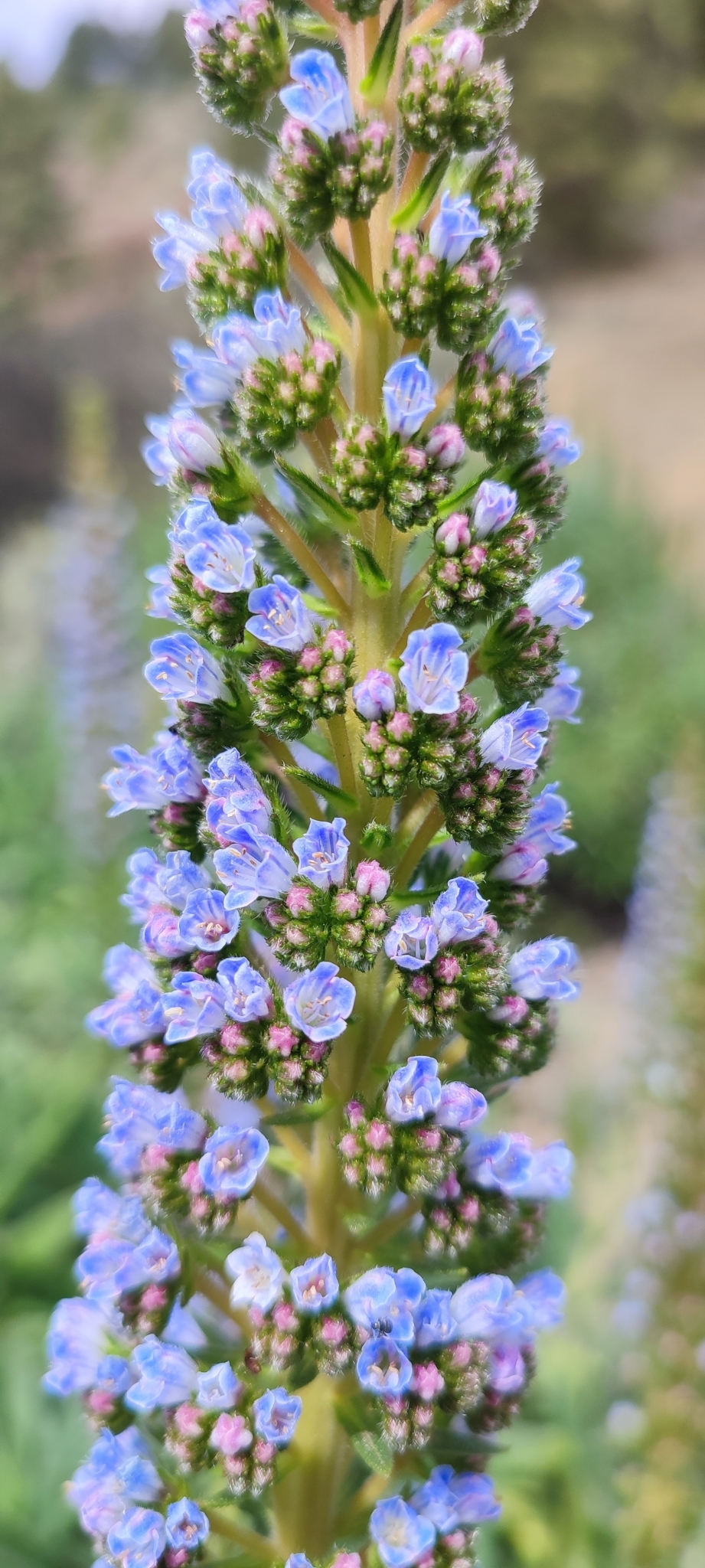 Tajinaste azul