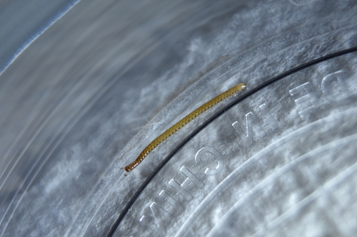 Ochre Snake Millipede, Worcester Park, UK, photo 10 of 10
