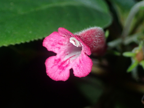 Sinningia reitzii