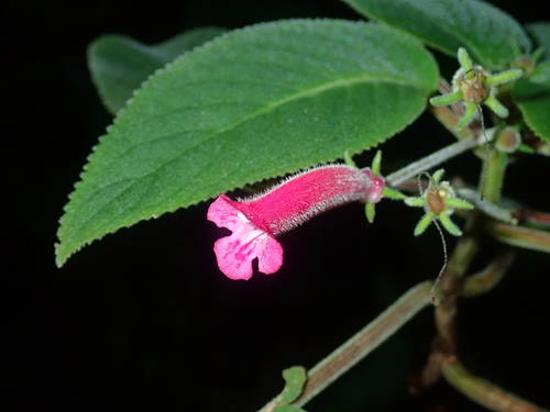 Sinningia reitzii