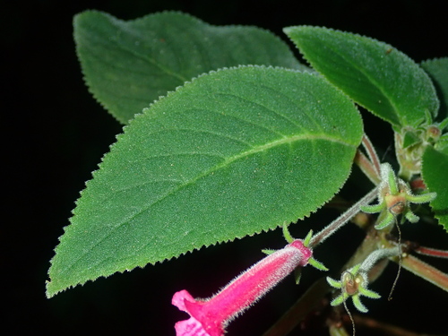 Sinningia reitzii