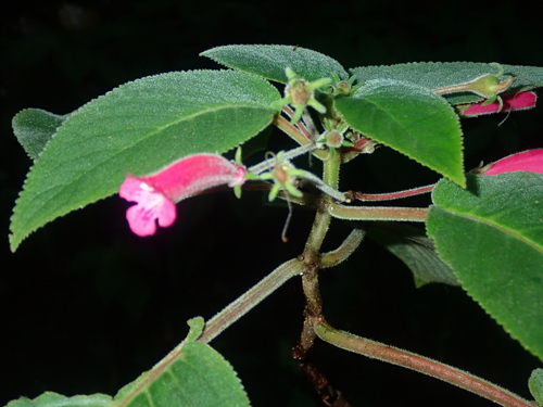 Sinningia reitzii