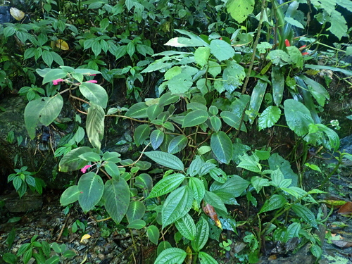 Sinningia reitzii