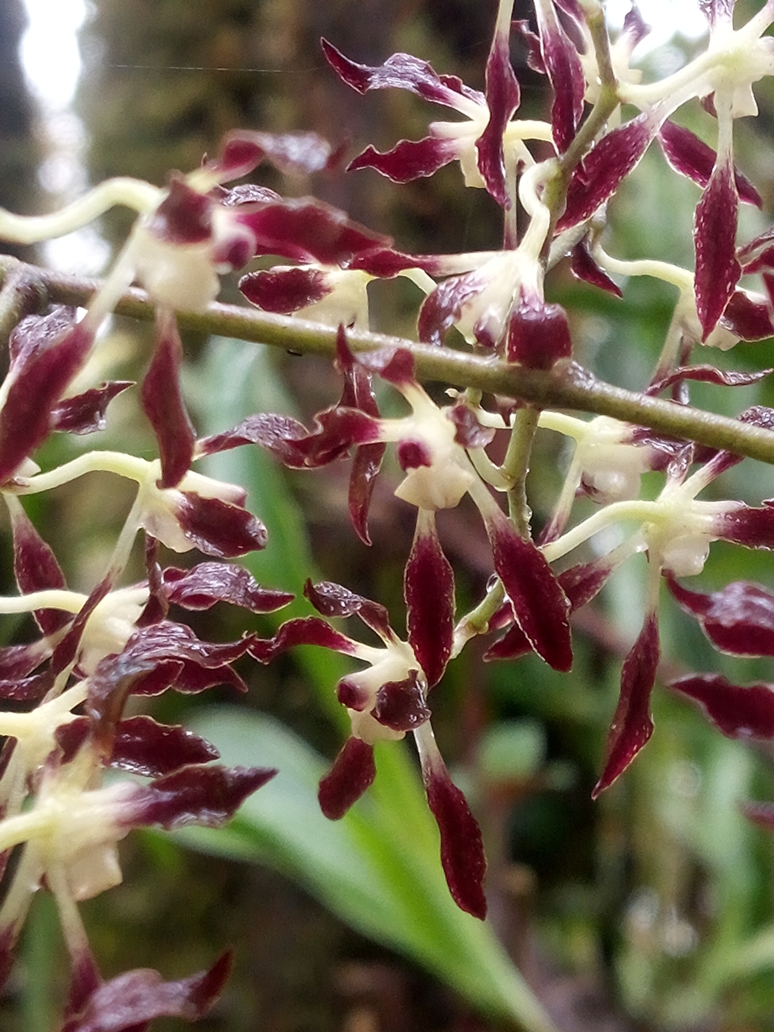 Cyrtochilum myanthum (Lindl.) Kraenzl. 2