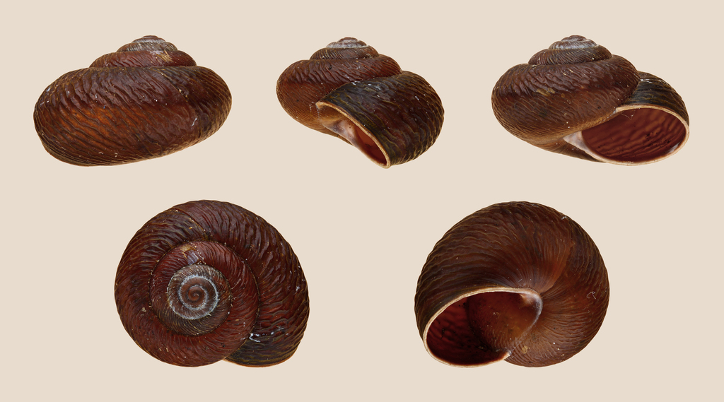 Leptaxis groviana groviana