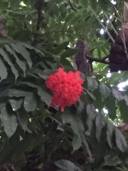 Brownea grandiceps