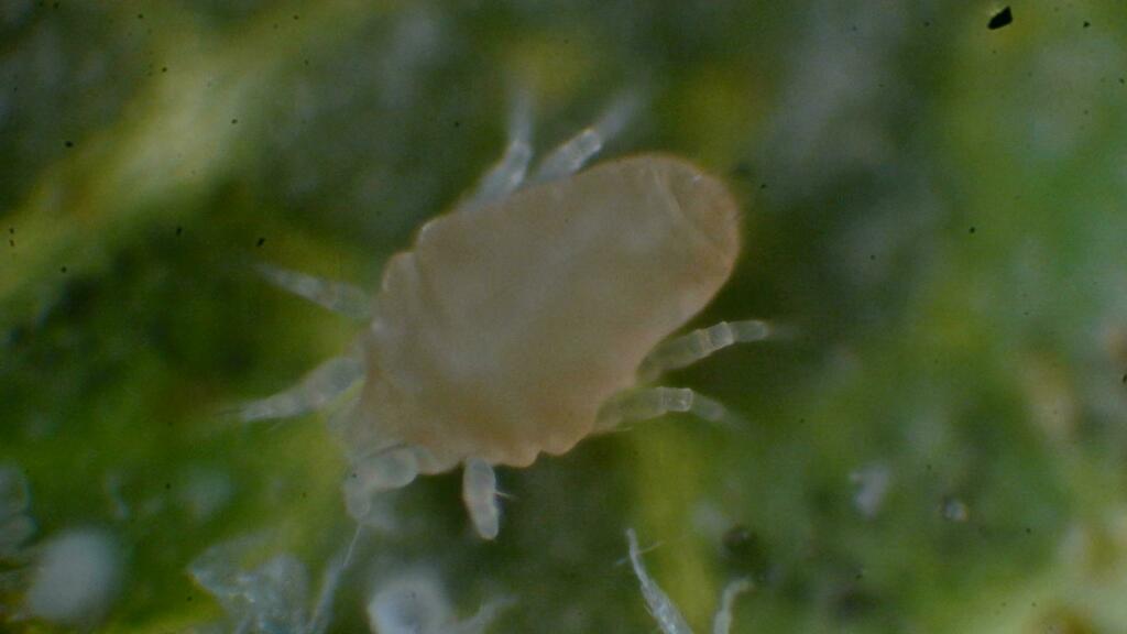 Pecan Leaf Scorch Mite