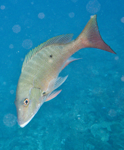Mutton Snapper