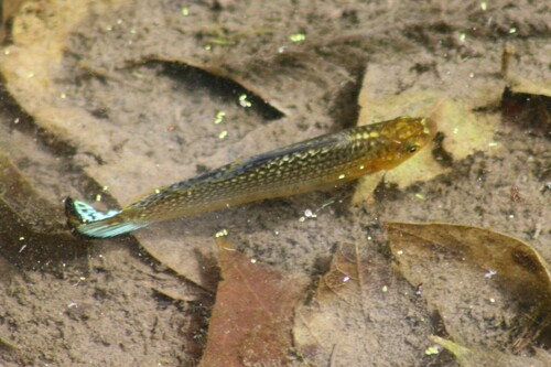 Molly Sailfin