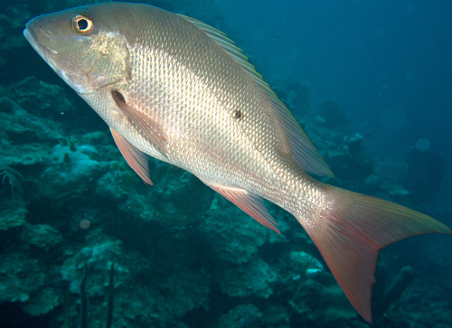 Mutton Snapper