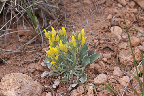 Physaria lepidota ssp. membranacea