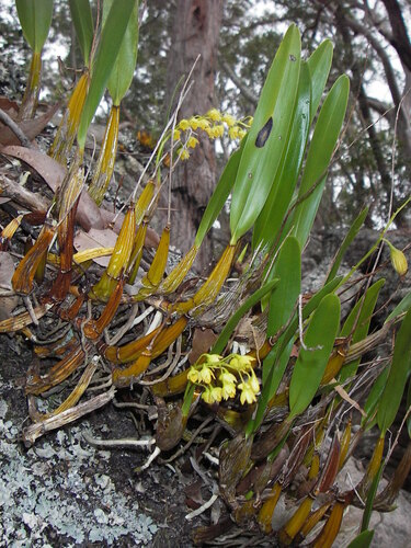 Image of Dendrobium monophyllum by (c) Lachlan Copeland, some rights reserved (CC BY-SA)