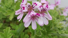 Pelargonium graveolens