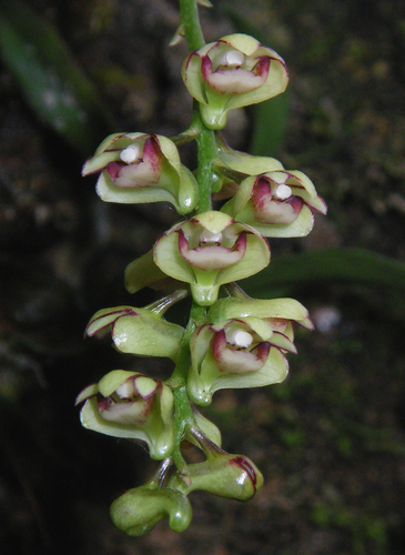 Schneiderae Orchid