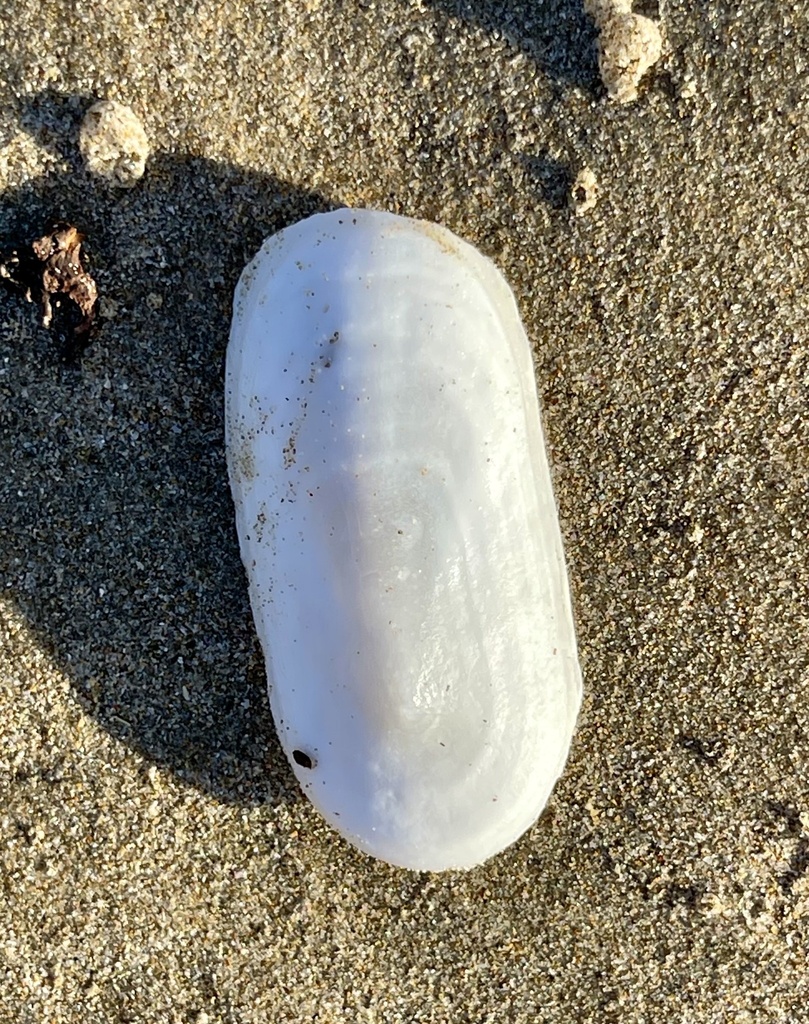 Elephant Snail from Woolgoolga Beach, Woolgoolga, NSW, AU on February 9 ...