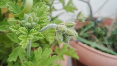 Pelargonium graveolens