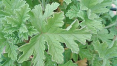 Pelargonium graveolens