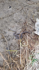 Thamnophis butleri
