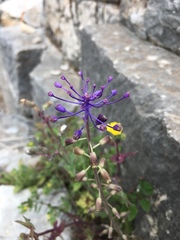 Muscari comosum