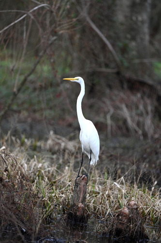 Great Egret photographed in Louisiana