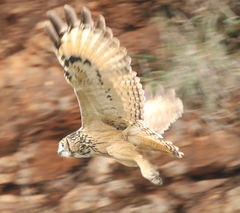 Bubo bengalensis