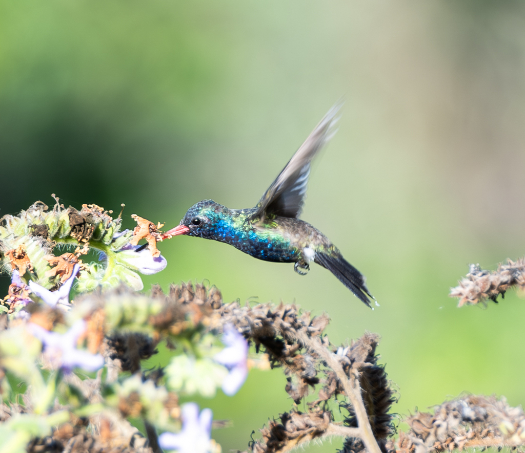 Doubleday's Hummingbird