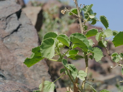 Abutilon pannosum