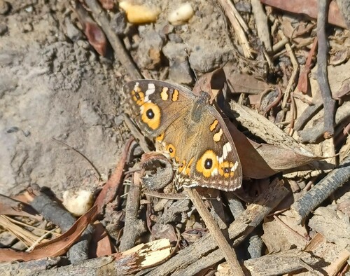 Meadow Argus photo 5