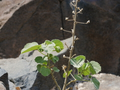 Abutilon pannosum
