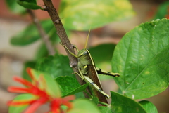 Schistocerca alutacea
