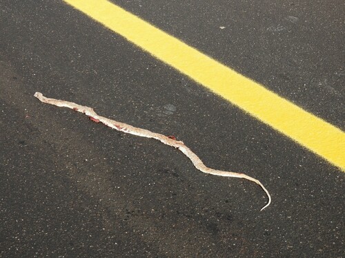 Moila Snake, Malpolon moilensis