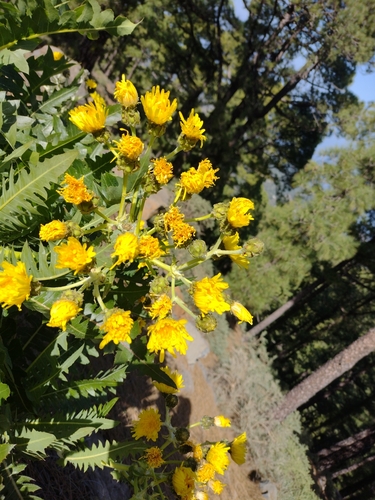 Image of Sonchus hierrensis by (c) Robert Martin, some rights reserved (CC BY)