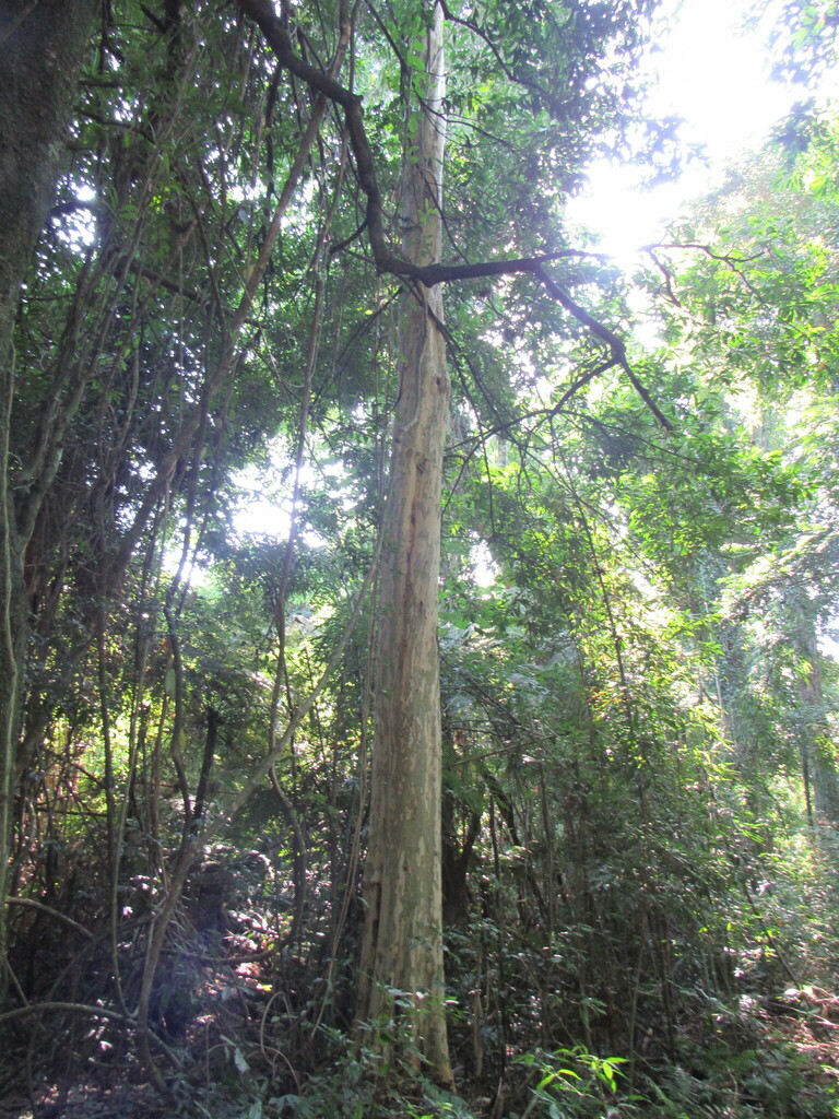 Foto de Cereja-do-rio-grande