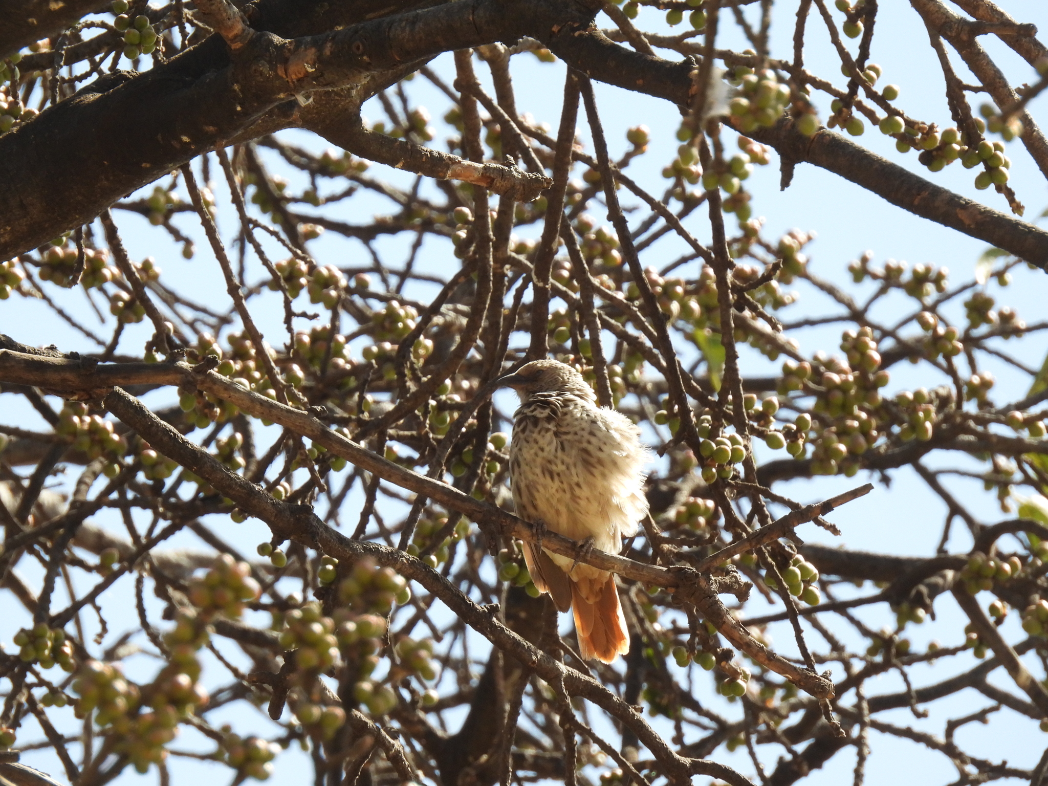 Rufous-tailed Weaver illustration