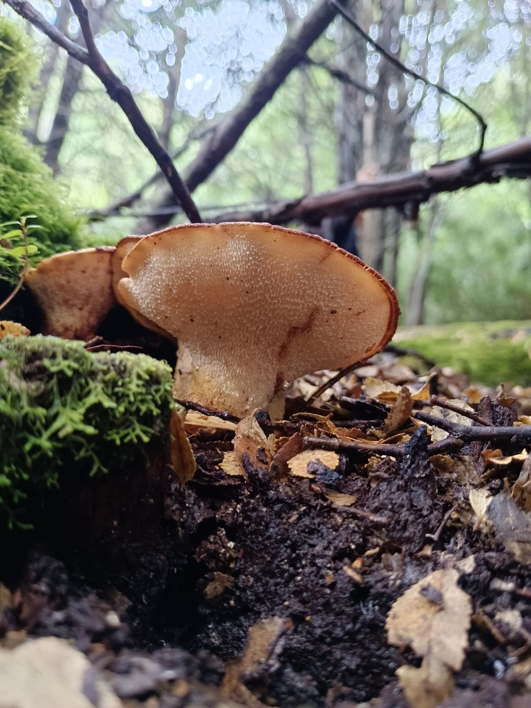 Fomitopsis maculatissima · February 2024 · photo: © sur_endemico (iNaturalist, cc-by-nc)