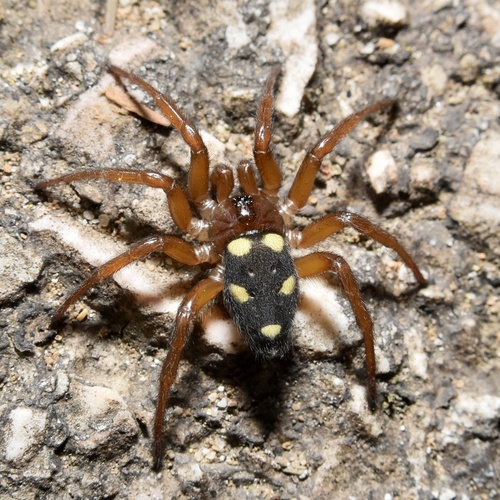 Five-spotted star-web spider, Coimbra, PT, photo 10 of 10