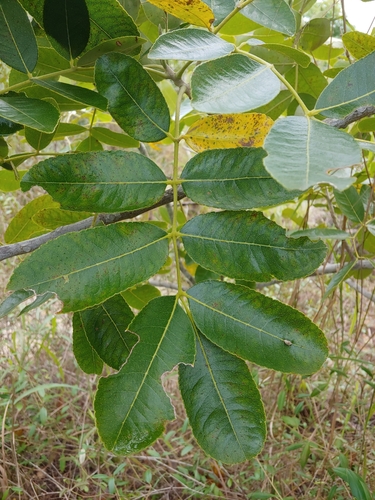Zanthoxylum flavum, photograph 6