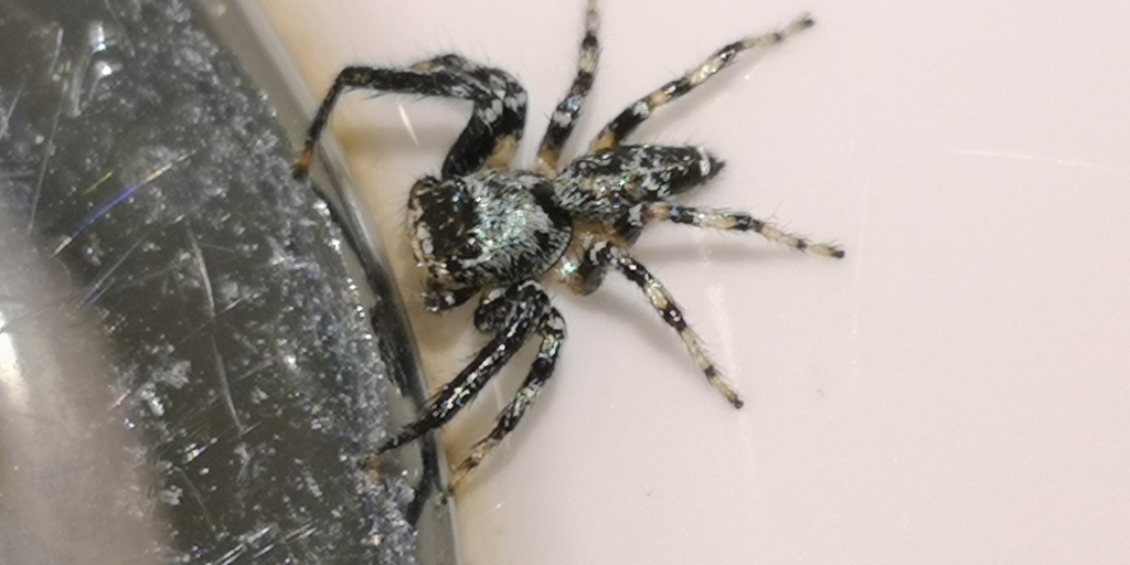 Thiania tenuis