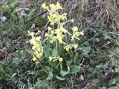 Primula × polyantha