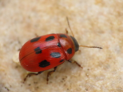 Gonioctena fornicata