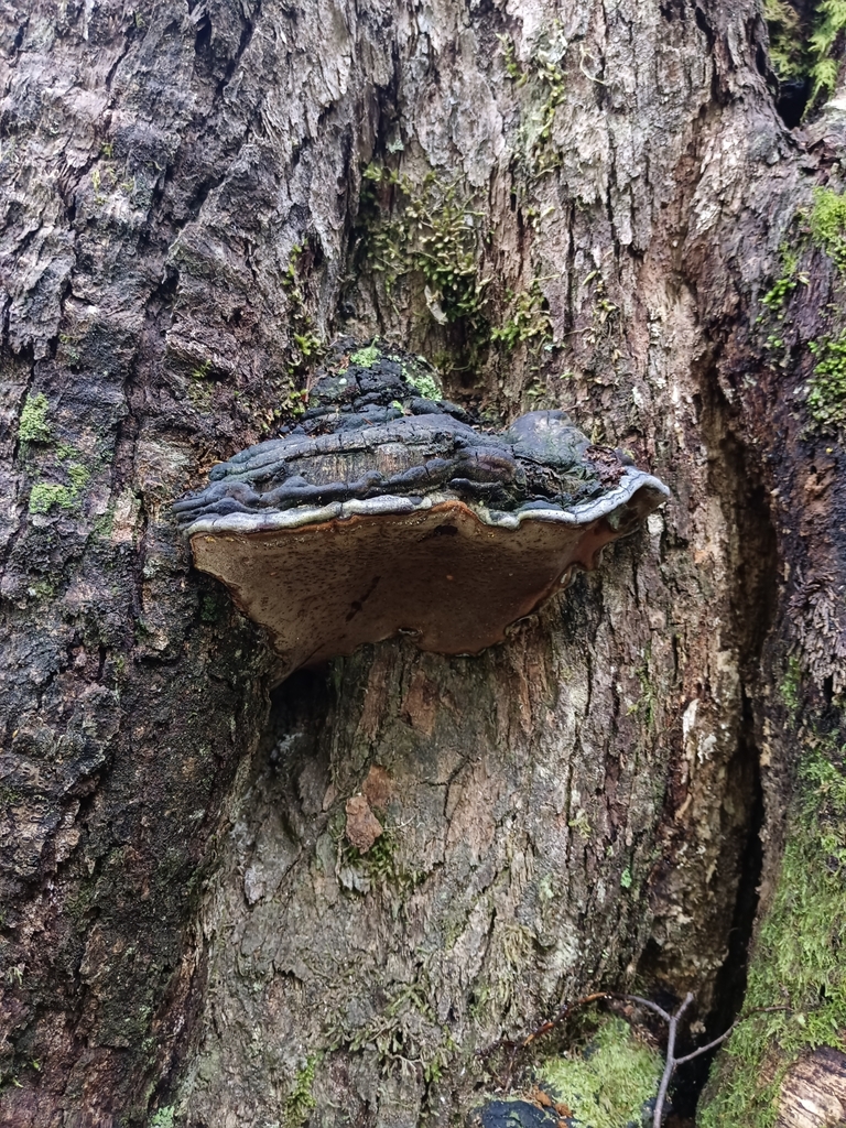 Nothophellinus andinopatagonicus · February 2024 · photo: © sur_endemico (iNaturalist, cc-by-nc)