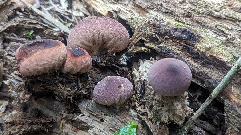 Lycoperdon fuligineum · November 2023 · photo: © alan_rockefeller (iNaturalist, cc-by-sa)