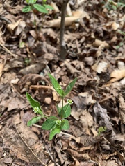 Euphorbia mercurialina