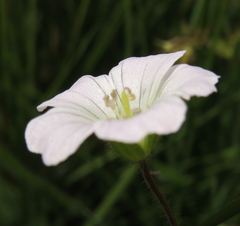 Geranium schlechteri