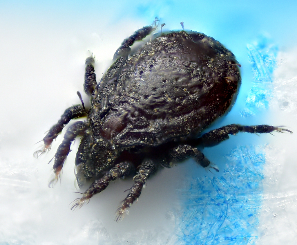 Scutoverticidae